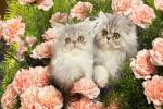 cat_wallpaper_1920x1200_25